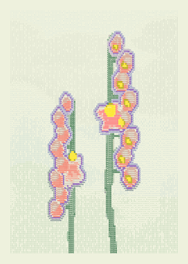 Two unequal foxglove stalks carry coral-pink tubular flowers with bright yellow mouths and violet edges above green stems on pale cream.